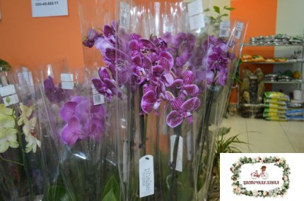 Цветочная лавка_купить орхидеи в Мелитополе