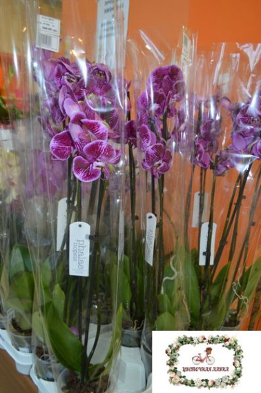 Цветочная лавка_купить орхидею в Мелитополе