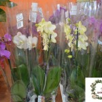 Цветочная лавка_орхидеи в Мелитополе