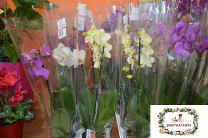 Цветочная лавка_орхидеи в Мелитополе