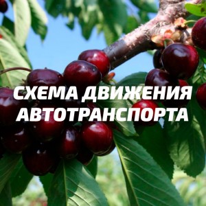 черешнево
