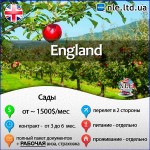 NLE: працюй, заробляй, англійську вивчай