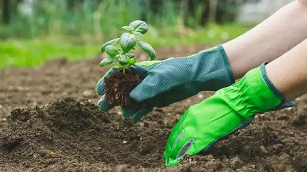 Розсада квітів